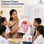 Human Tongue Model